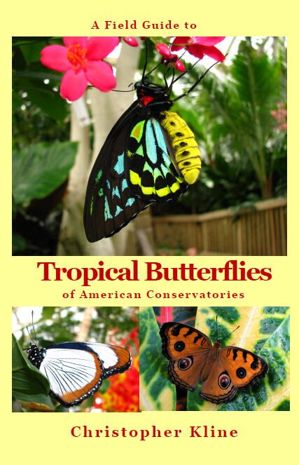 A Field Guide to Tropical Butterflies of American Conservatories